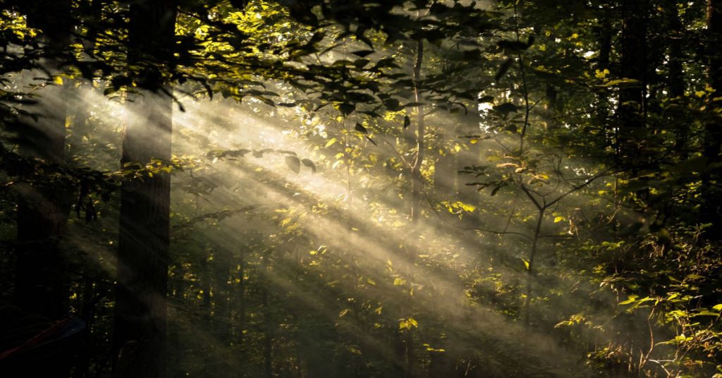 light shining through trees